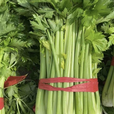 基地大量供应精品脆甜西芹，购买量大优惠多多