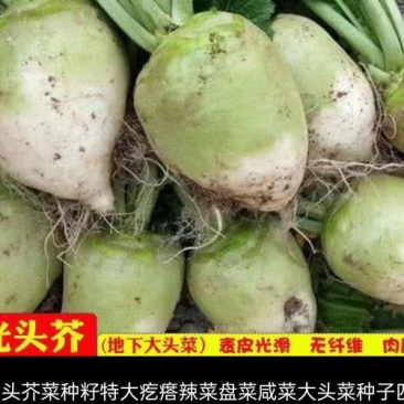 大头菜
