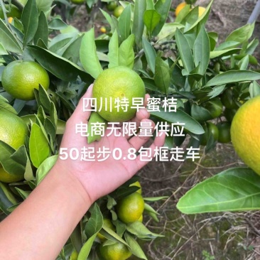 特早蜜桔