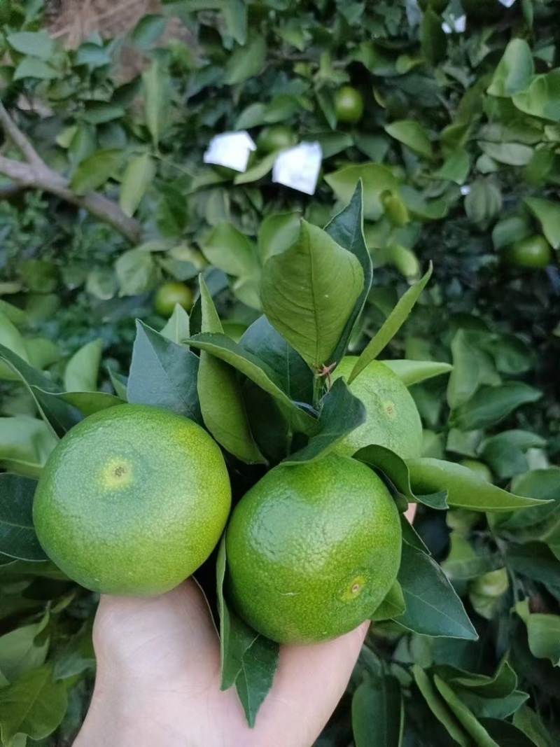 特早蜜桔