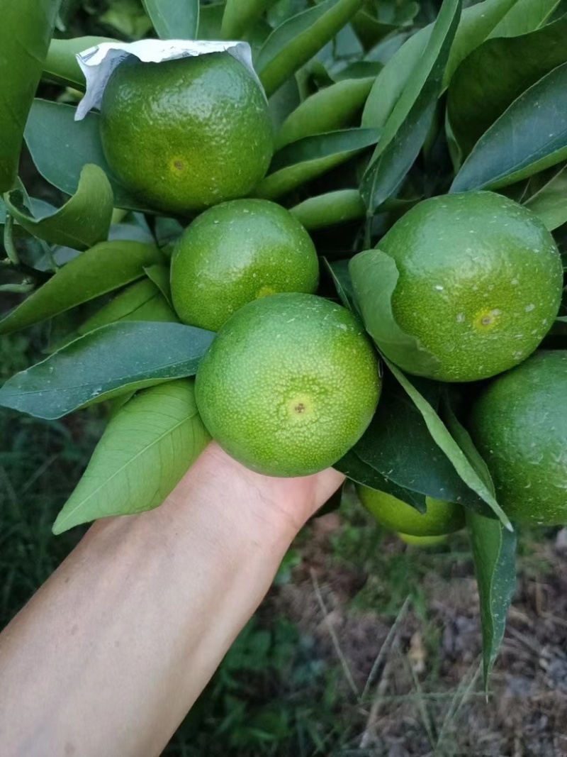 特早蜜桔