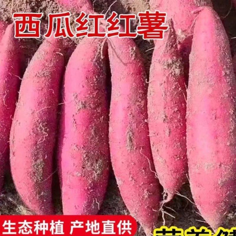 【优选】江苏红薯/烟薯/沙地红薯/产地货源/承接电商团购