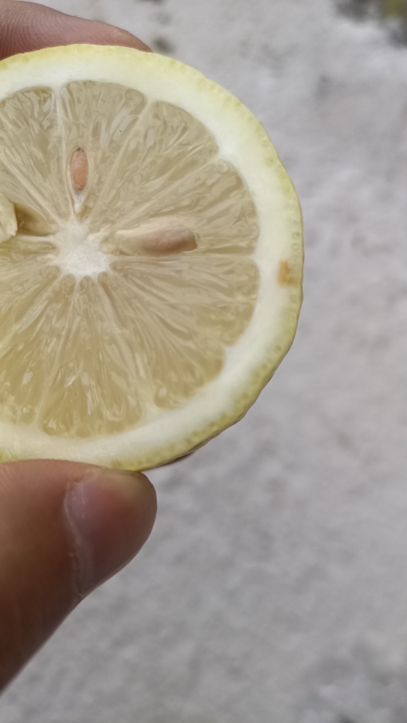 柠檬榨汁加工专用