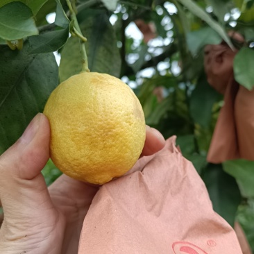 柠檬榨汁加工专用