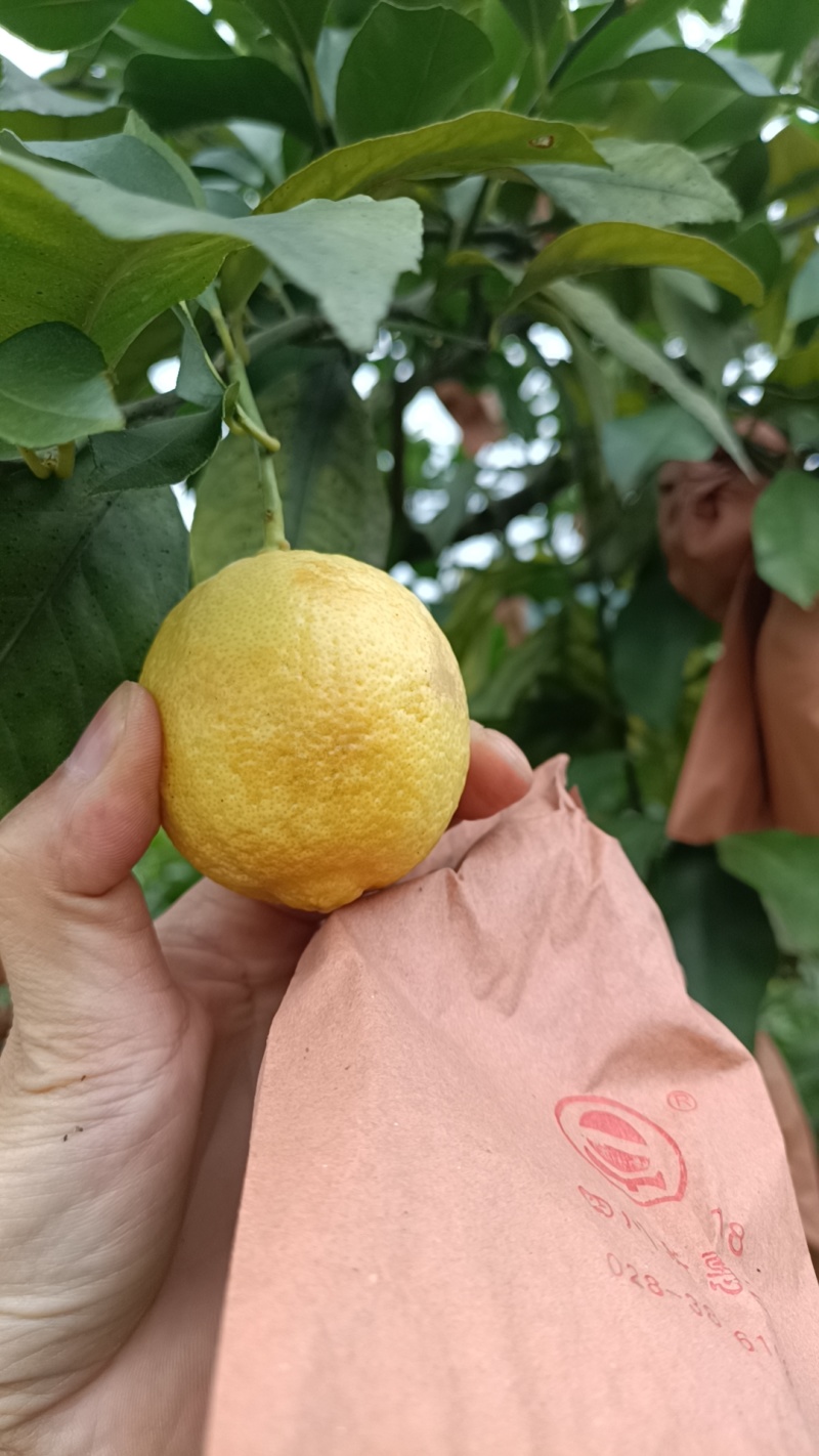 柠檬榨汁加工专用