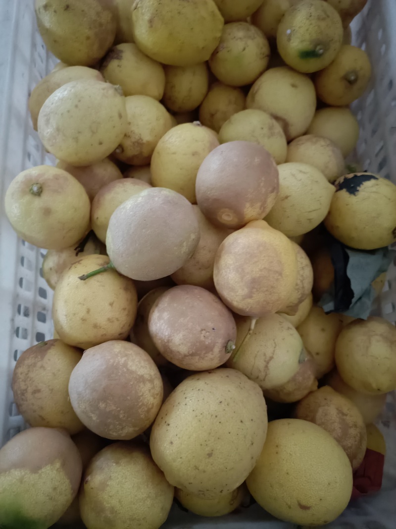 柠檬榨汁加工专用