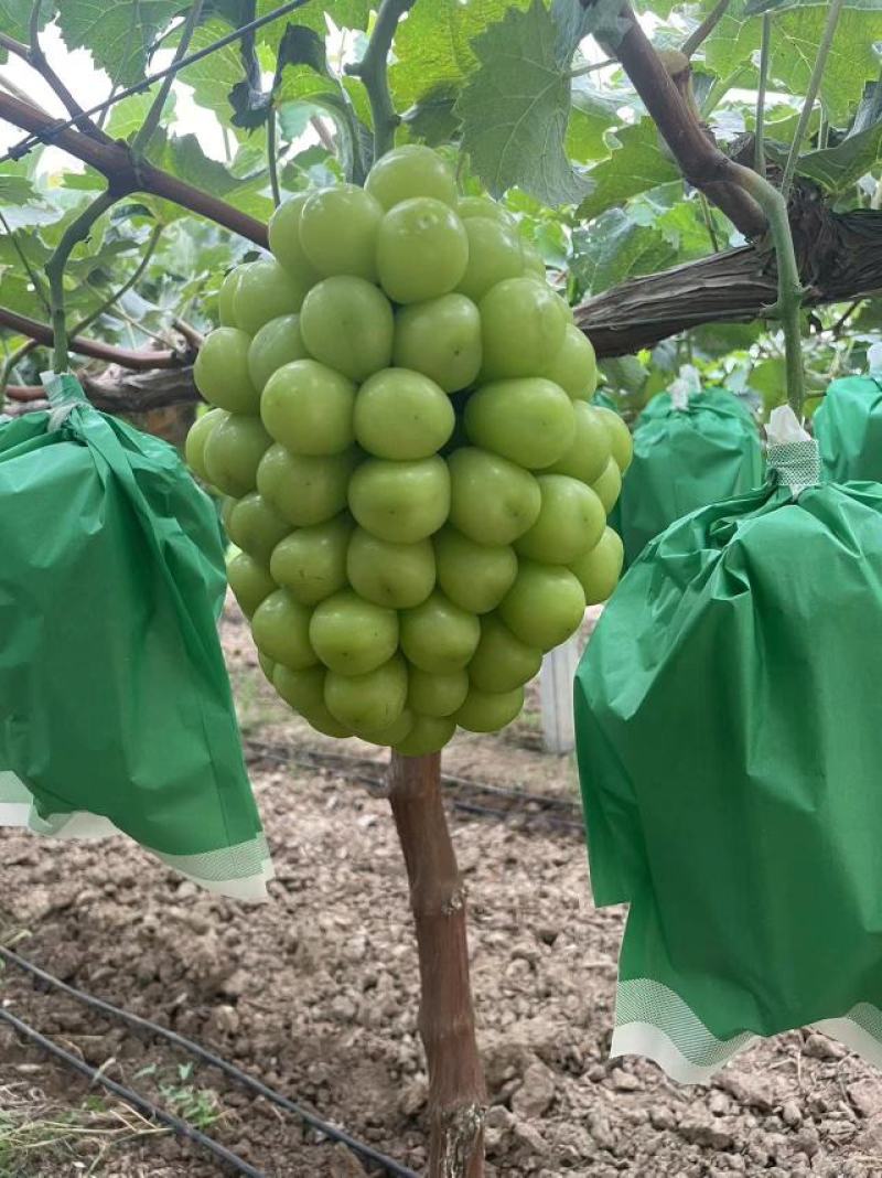 精品葡萄阳光玫瑰大量供应新鲜采摘，一手货源，可实地考察