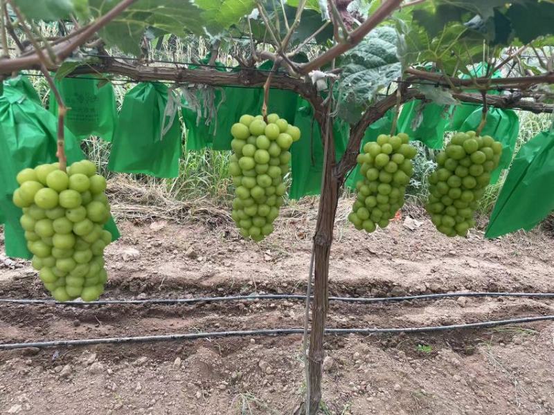 精品葡萄阳光玫瑰大量供应新鲜采摘，一手货源，可实地考察