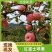 红富士苹果产区直发对接全国采购商保质保量供货