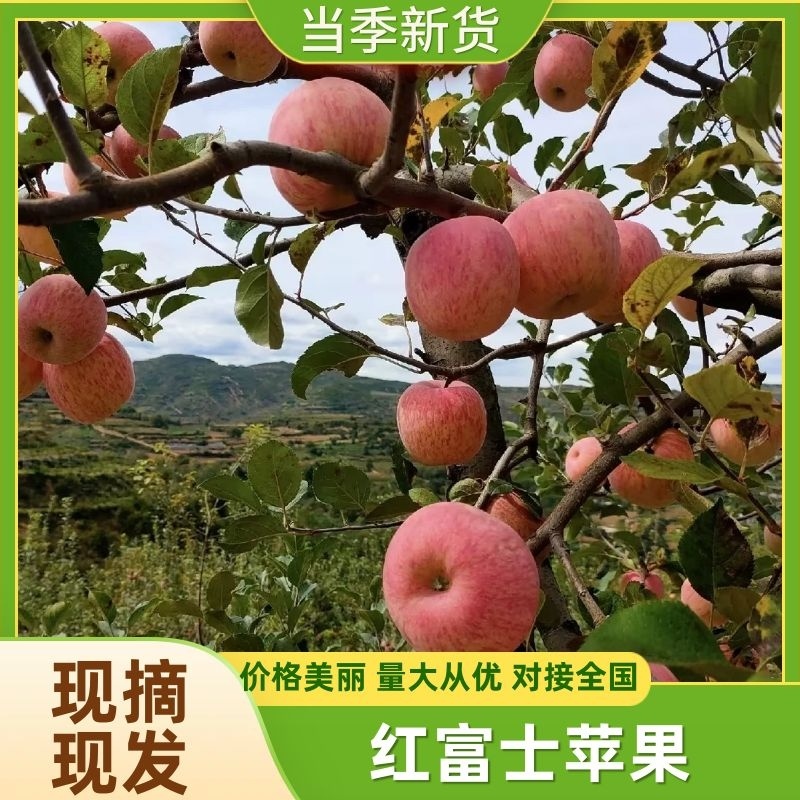 红富士苹果产区直发对接全国采购商保质保量供货