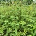 花椒苗1年大红袍花椒苗根系发达移栽成活率高