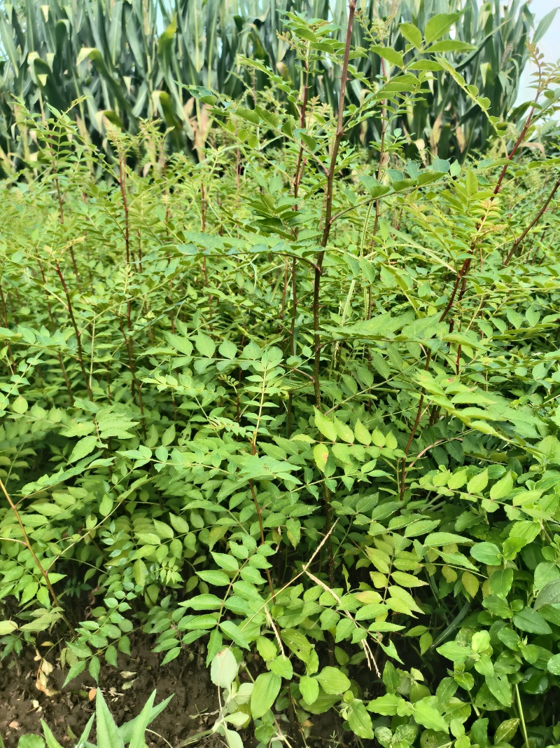 花椒苗1年大红袍花椒苗根系发达移栽成活率高