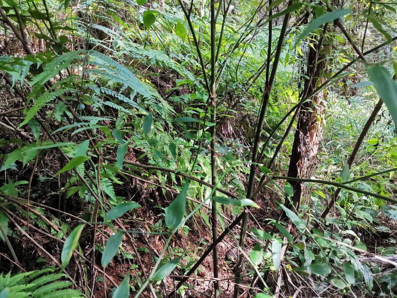 野生万寿竹又名白龙须、白尾笋、富贵竹，既能入药也可作观赏
