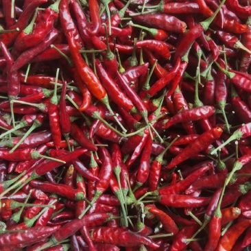 满天星干辣椒