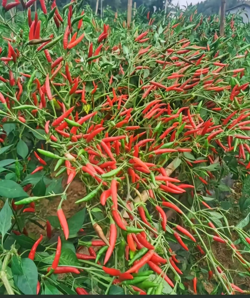 满天星干辣椒