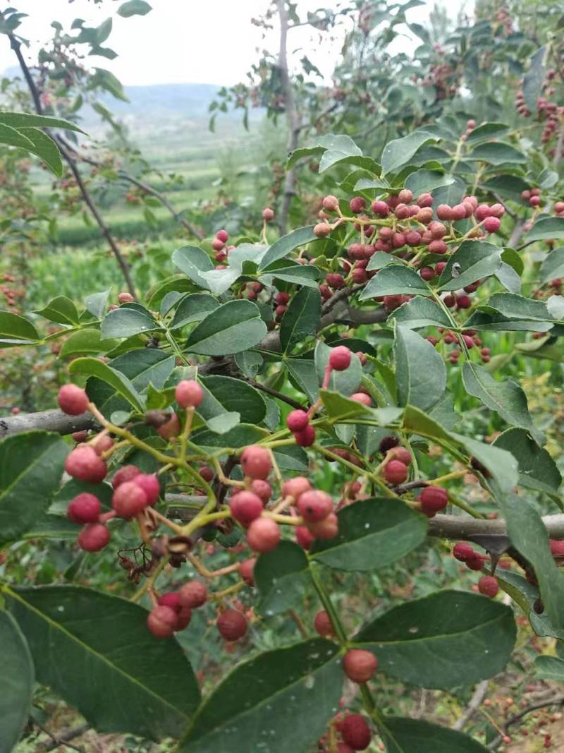花椒苗1年大红袍花椒苗根系发达移栽成活率高