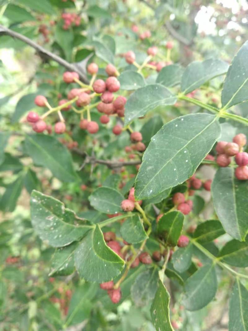 花椒苗1年大红袍花椒苗根系发达移栽成活率高