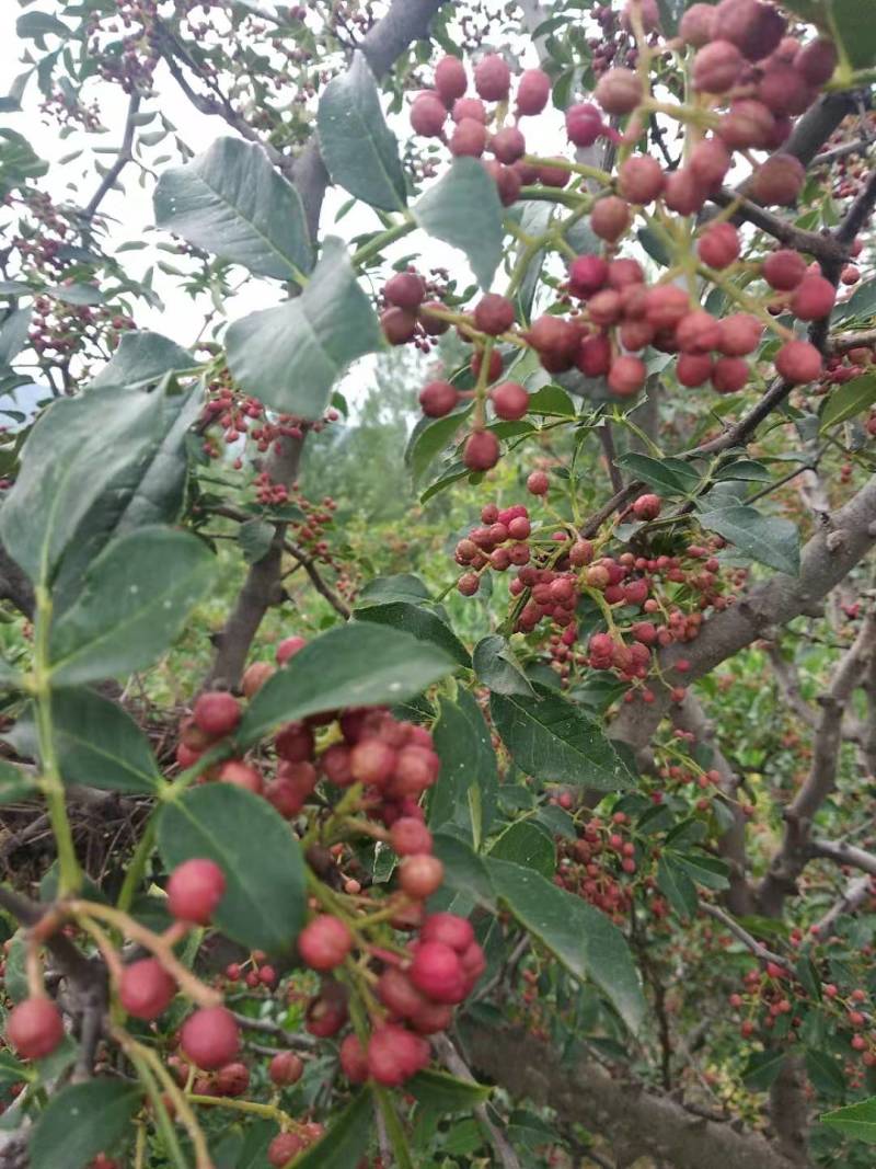 花椒苗1年大红袍花椒苗根系发达移栽成活率高