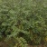 花椒苗1年大红袍花椒苗根系发达移栽成活率高