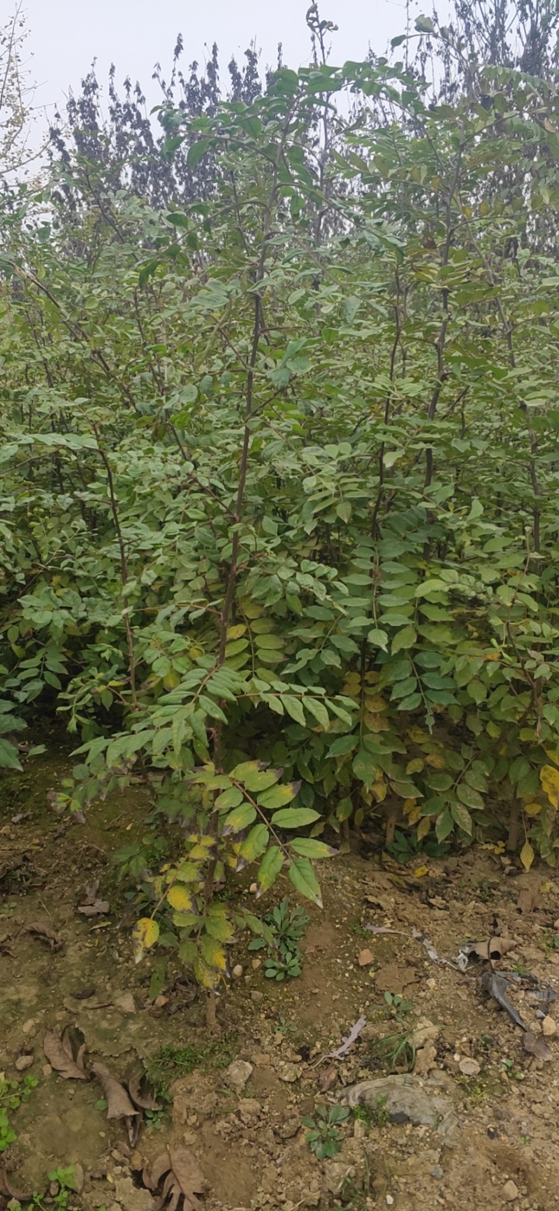 花椒苗1年大红袍花椒苗根系发达移栽成活率高