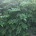 花椒苗1年大红袍花椒苗根系发达移栽成活率高