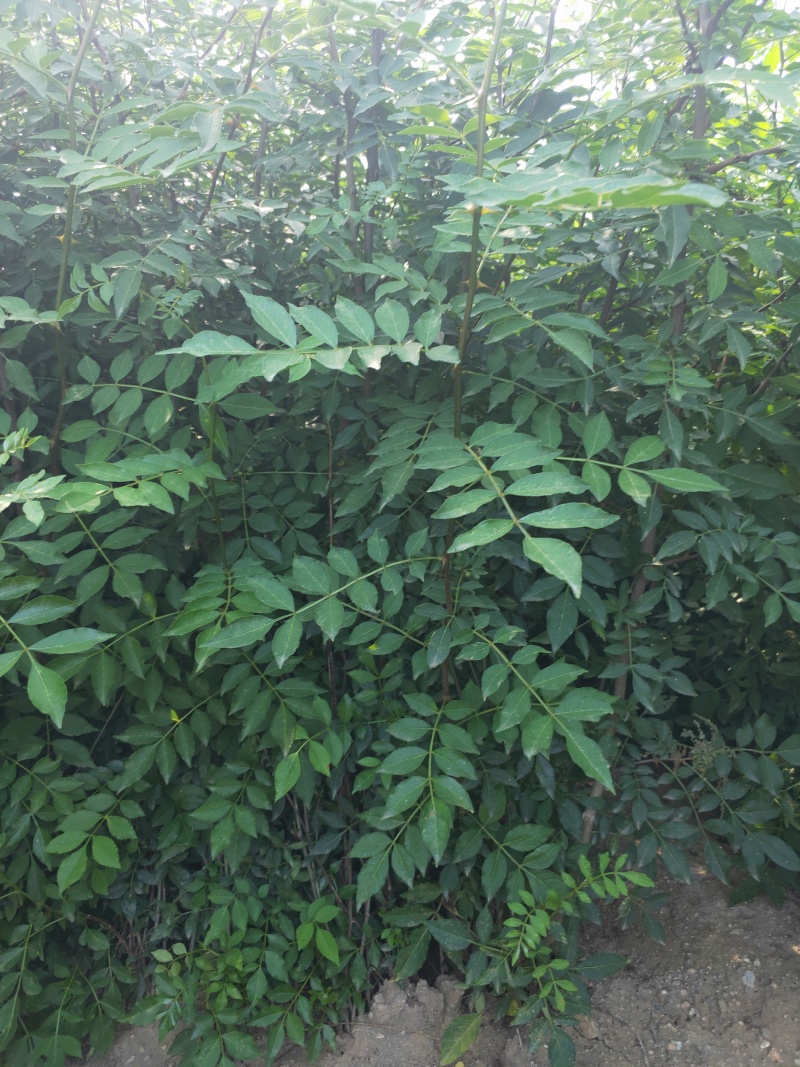 花椒苗1年大红袍花椒苗根系发达移栽成活率高