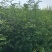 花椒苗1年大红袍花椒苗根系发达移栽成活率高