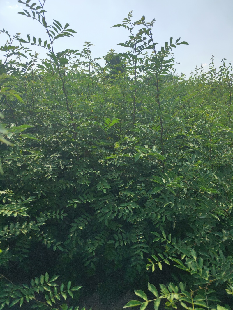 花椒苗1年大红袍花椒苗根系发达移栽成活率高