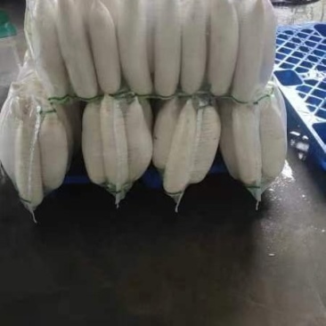 白萝卜大量有货