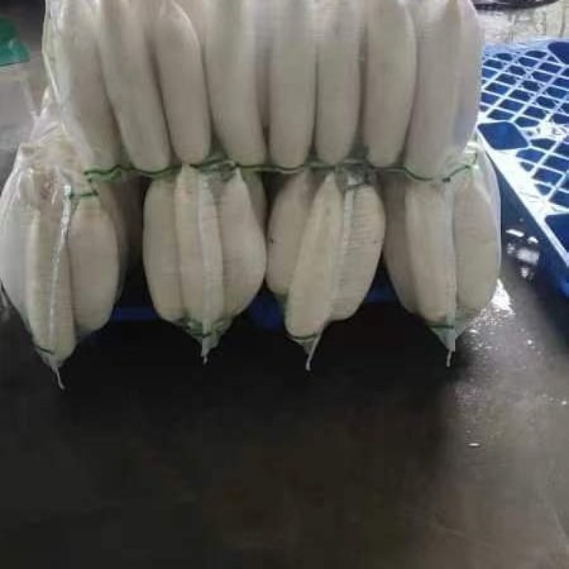白萝卜大量有货