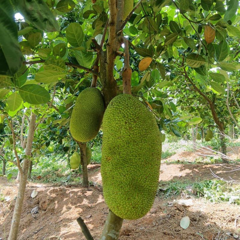 泰八菠萝蜜
