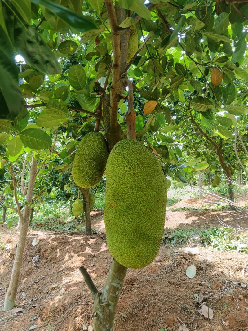 泰八菠萝蜜