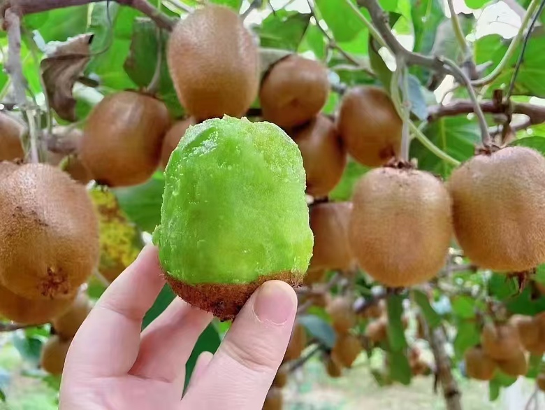 绿心猕猴桃切开果肉呈现鲜艳的绿色 绿心猕猴桃切开果肉呈现鲜艳的绿色