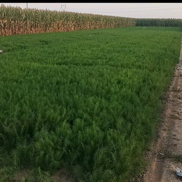 精品小茴香25-30高需要的联系，