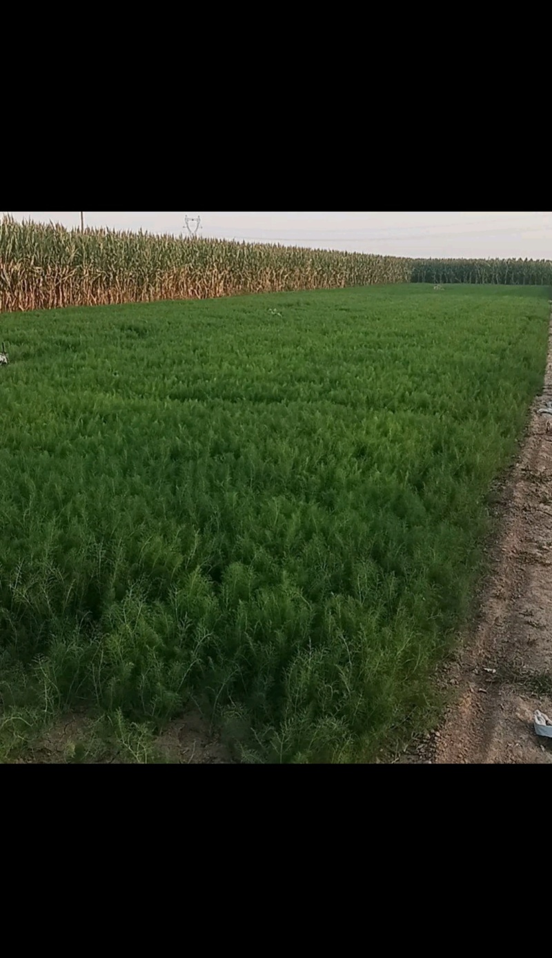 精品小茴香25-30高需要的联系，