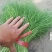 精品小茴香25-30高需要的联系，