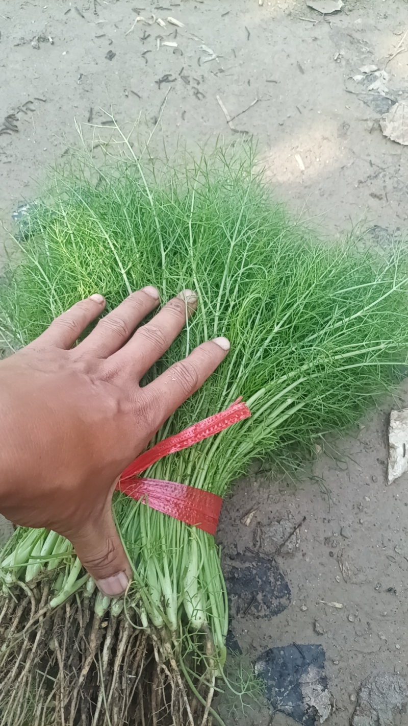 精品小茴香25-30高需要的联系，