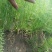 精品小茴香25-30高需要的联系，