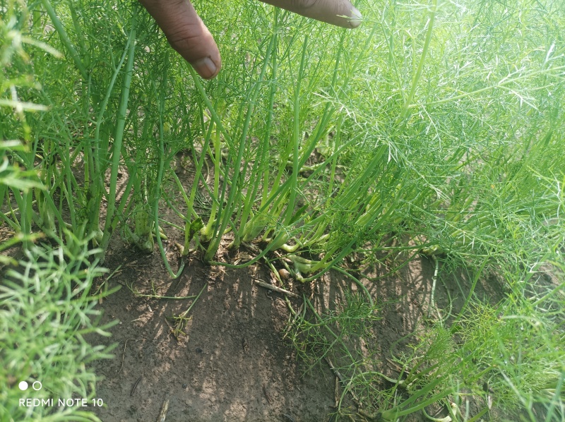 精品小茴香25-30高需要的联系，