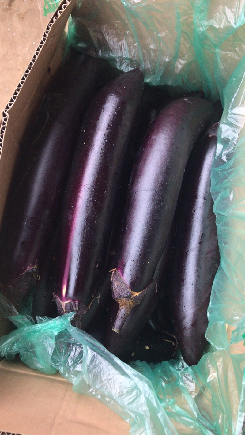 精品烧烤茄、大、中、小各种规格、一条龙服务、需要联系