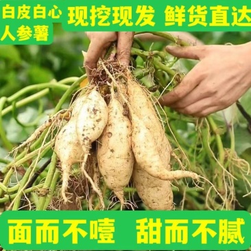 广东白皮白心牛奶人参薯，粉糯香甜，长期有货，有需要联系我