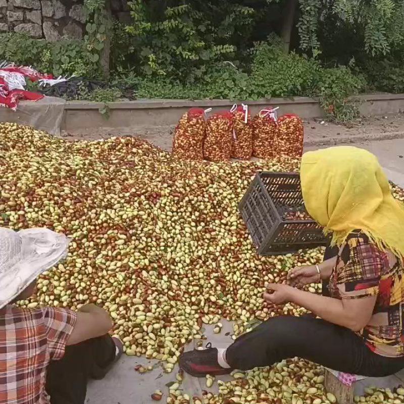 滦县山地马牙枣，忒别甜又脆，