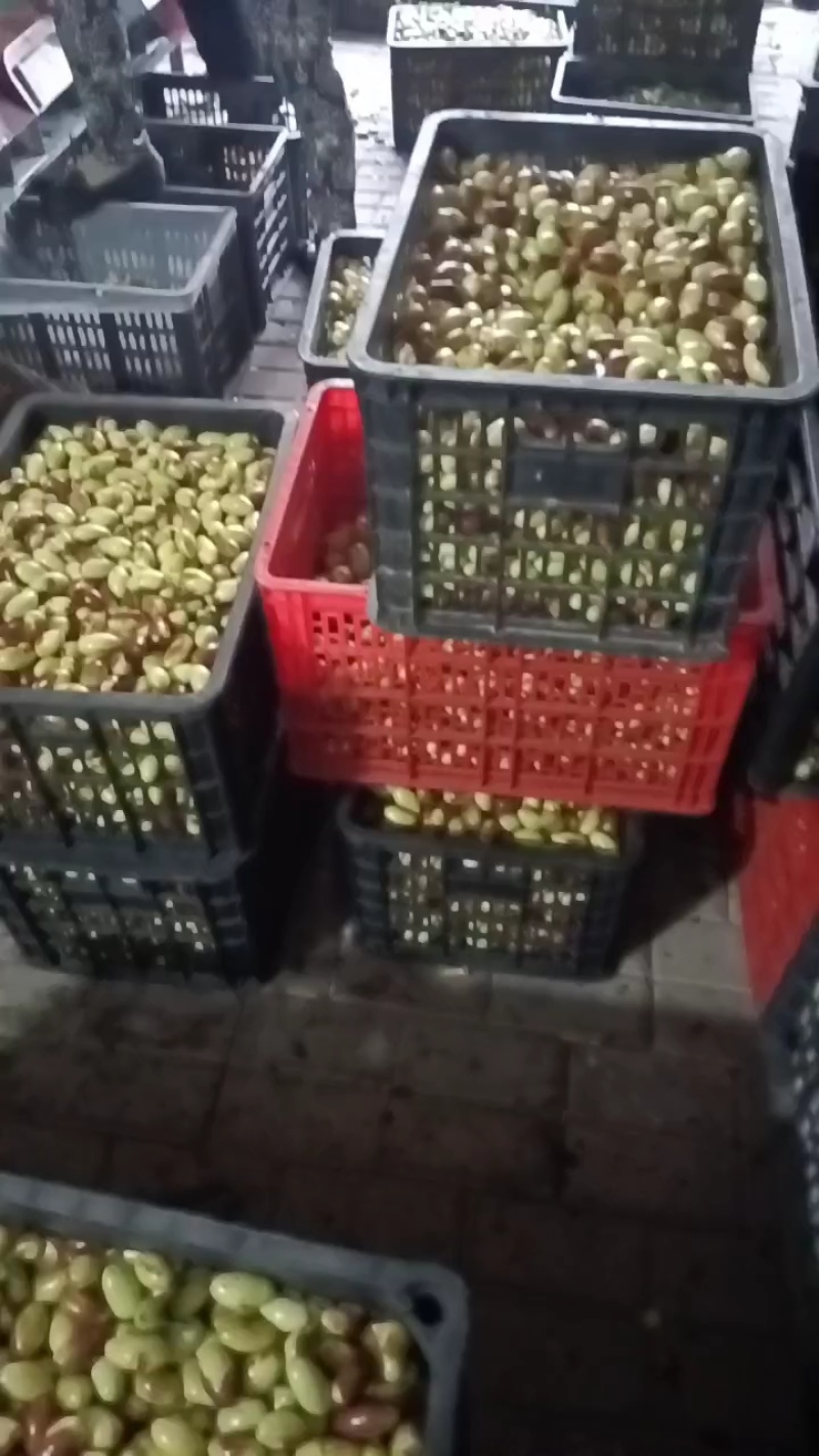 滦县山地马牙枣，忒别甜又脆，