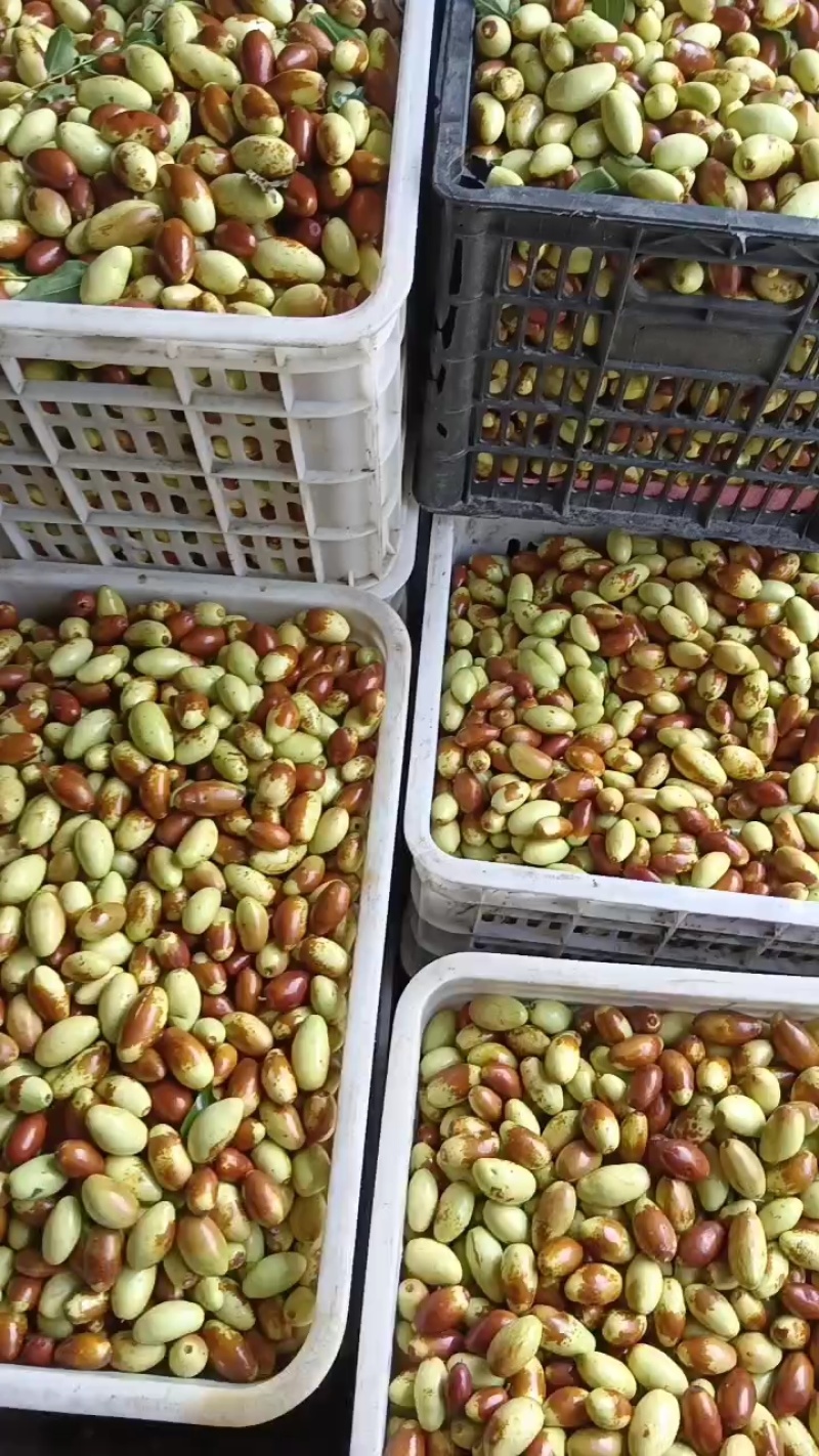 滦县山地马牙枣，忒别甜又脆，