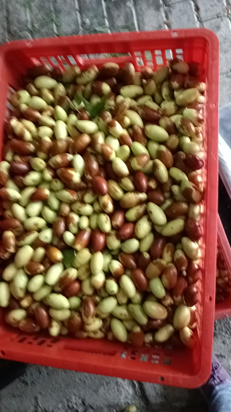 滦县山地马牙枣，忒别甜又脆，