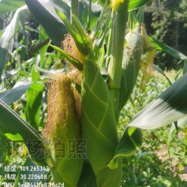 新鲜甜玉米，甜脆多汁，健康美味，**特惠！