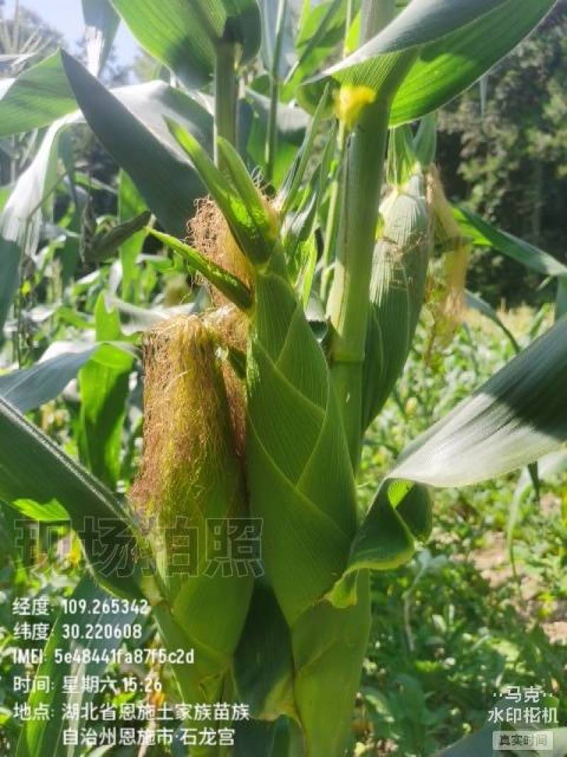 新鲜甜玉米，甜脆多汁，健康美味，**特惠！