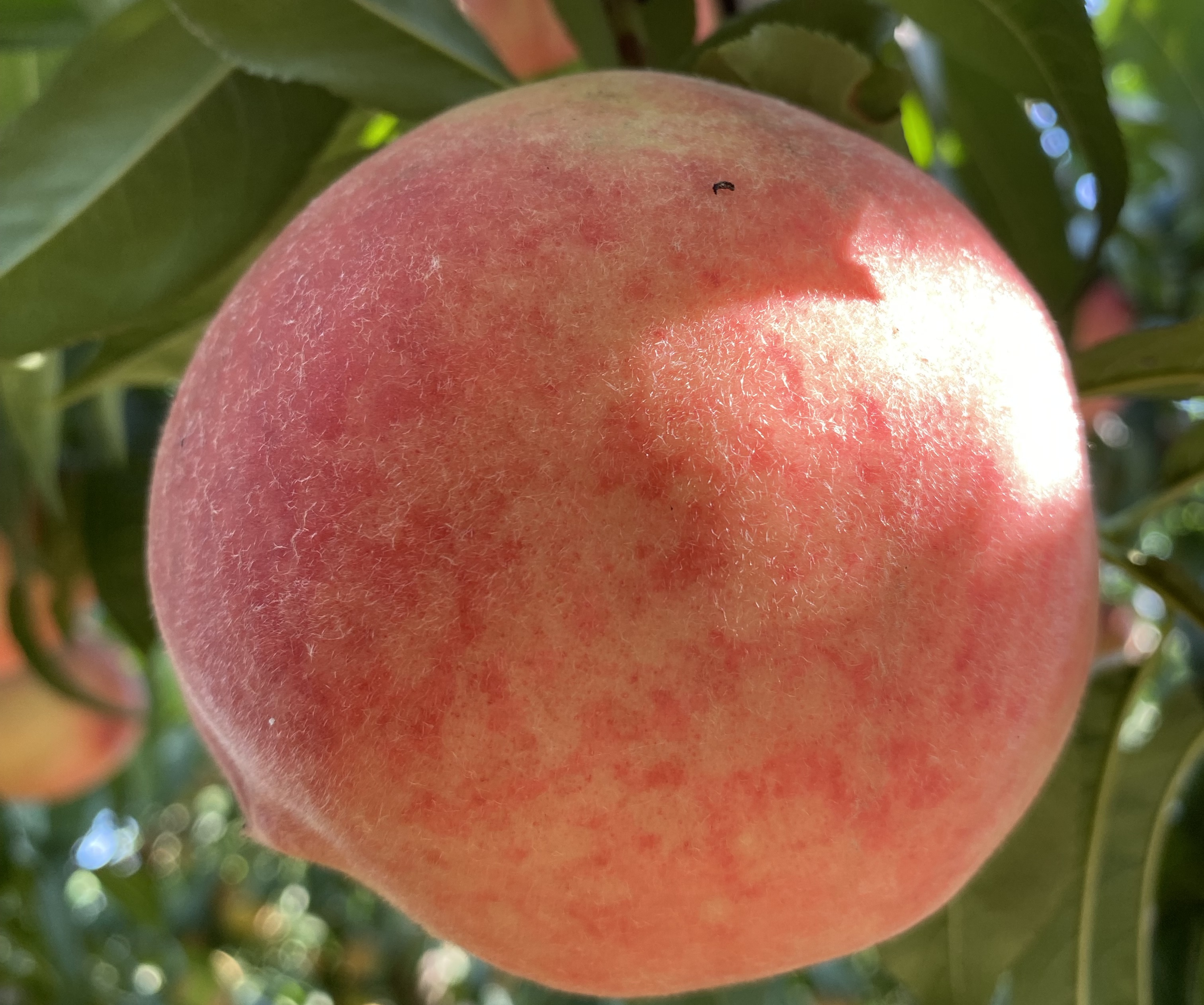 冬桃9号果实特写