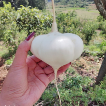 精品新鲜脆甜白地瓜凉薯地萝卜土瓜，活藤活叶，现挖现发