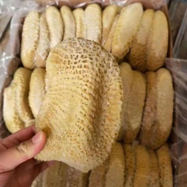 新鲜纯干金钱肚鲜蜂窝肚黄牛肚牛胃原肚整个牛小肚黄金肚手工